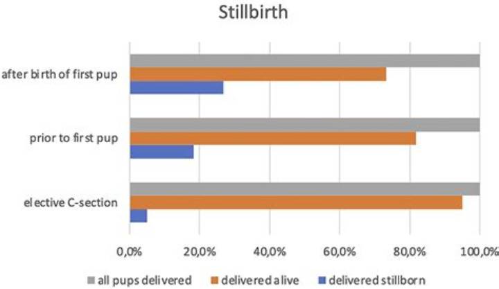 “1 Bitch 9 Pups”: What It Means for Breeding, Health, and Care