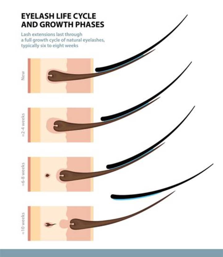 Do Eyelashes Grow Back? the Real Timeline and What Helps