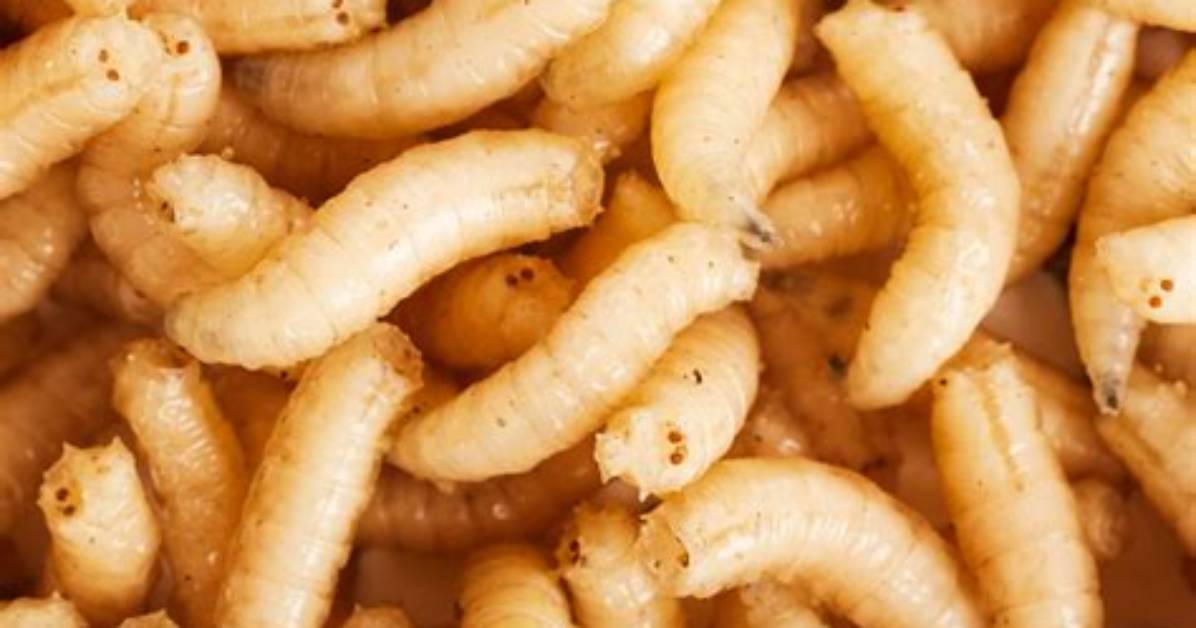 Do Maggots
