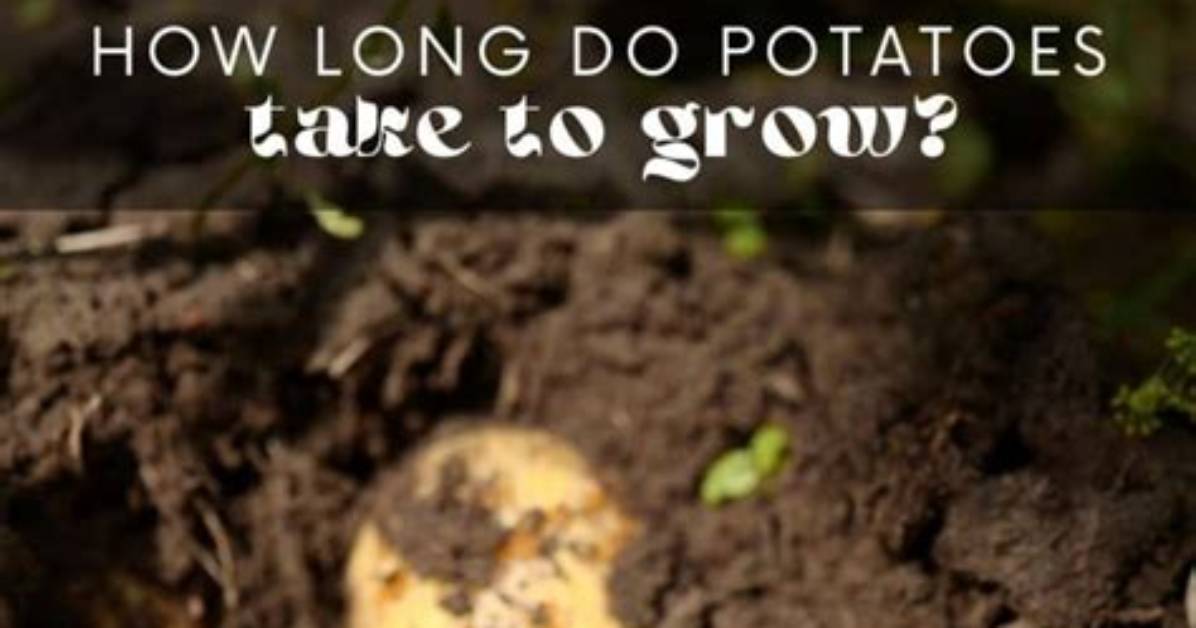 Do Potatoes