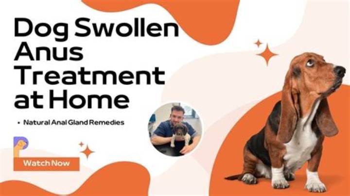 Dog Swollen Anus Treatment at Home: Safe Steps, Red Flags, Vet Options