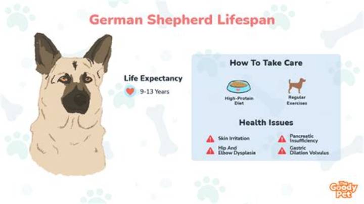 German Shepherd Expected Lifespan: What to Know and How to Help