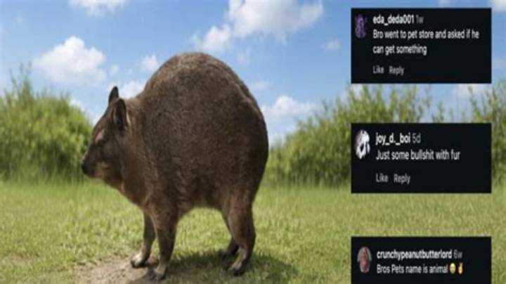 Some Bullshit with Fur: the Guide to Weird, Fake, and Misleading “Fluff”
